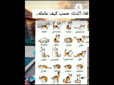 لغة القطط