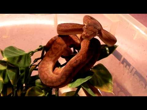 Scrub python &Setup!