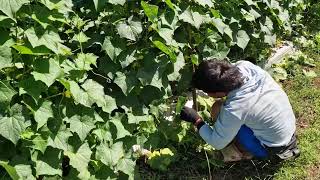 SMART PRUNING TECHNIQUE! SUPER SHARP TOOL! SATISFYING CUCUMBER PRUNING PROCESS! - agricultural