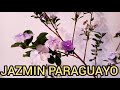 JAZMÍN PARAGUAYO