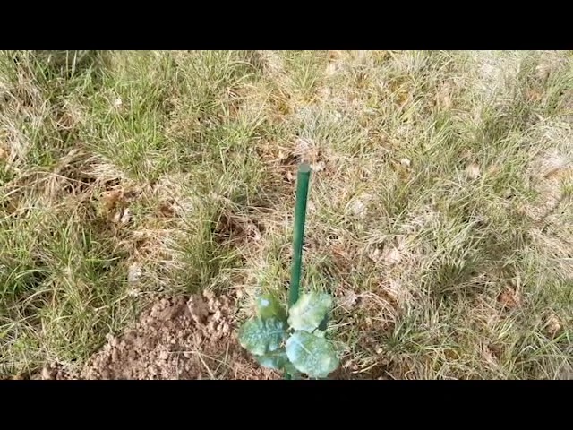 palombe.org - Plantation chêne vert truffier