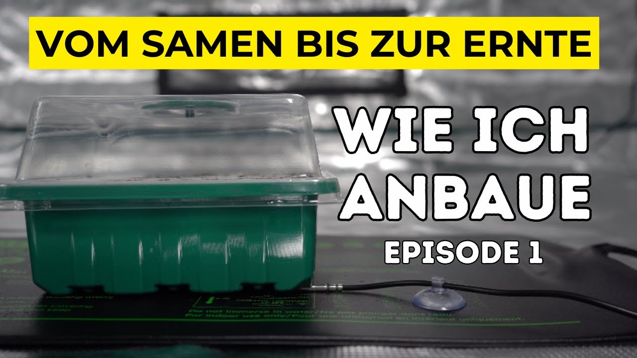 Wie ich anbaue - Start in neuen Grow | 3 Sorten im Mars Hydro 150 x 150 Komplettset