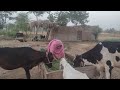 Gaon ki routine | beautiful village life | Donkey rider lady