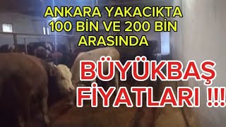 ANKARA YAKACIK BESİ ÇİFTLİĞİ | Büyükbaş Hayvan Fiyatları 2024 Kurban