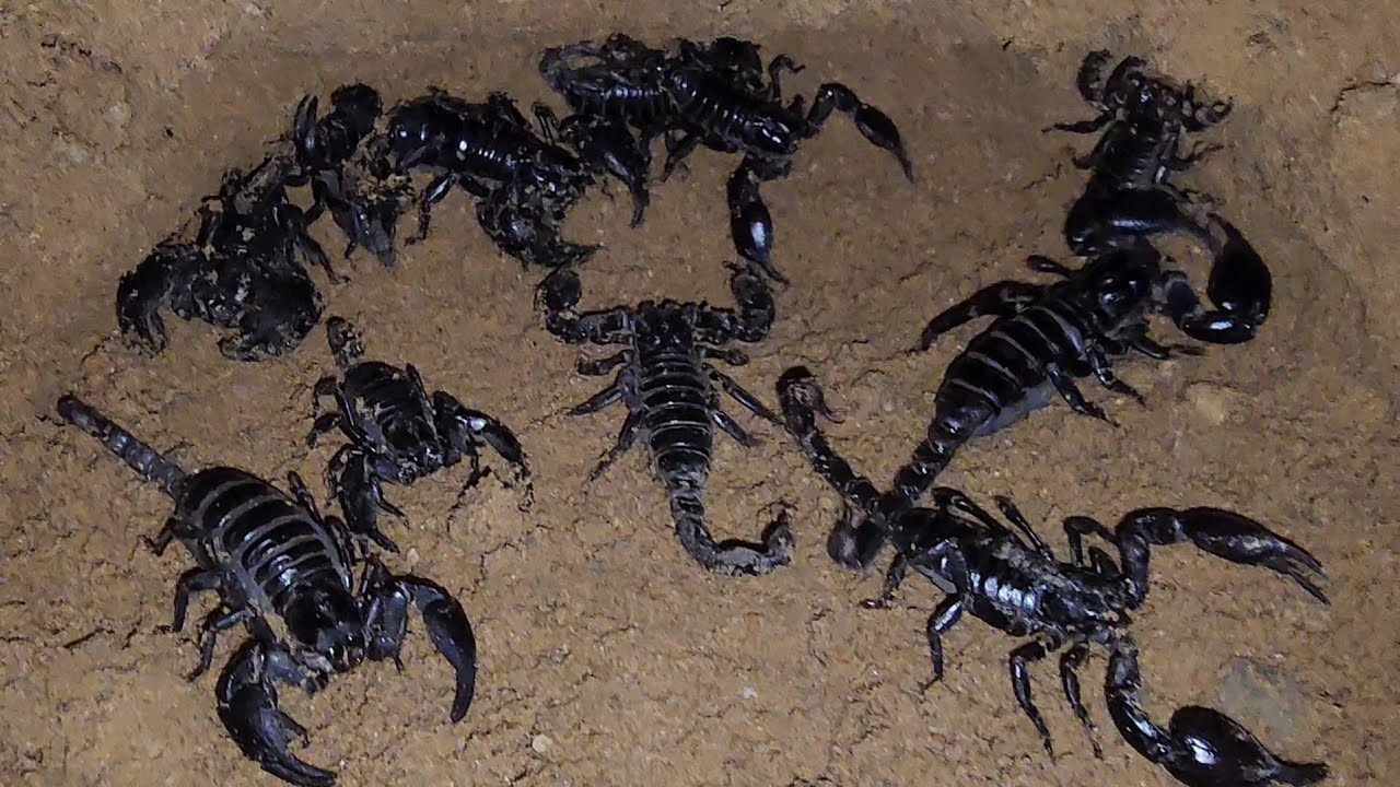 Ohh! Big Black Scorpions in the Midnight Explore in the Night