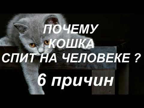 Почему кошки спят на человеке? 6 причин...Приметы про кошек.