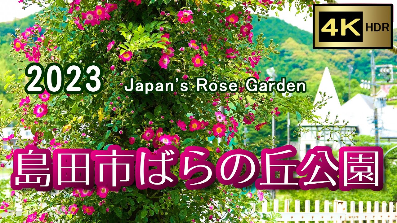 春バラ園 ～ 島田市ばらの丘公園 ～ 2023 【4K】 Japan's Rose Garden - YouTube