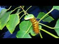 Relocating Large Echo Moth Caterpillar