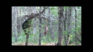BEARS LIKE BEAVER TOO