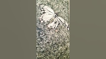 Butterfly 🦋...broken wing# Hyderabad #youtubeshorts #white #black #exploreeverything