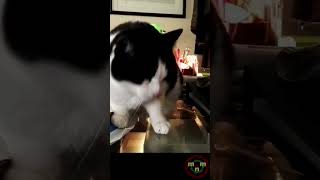 Wild Cat (Selvaggia) plays with a rubber band - Episode #1 #shorts #short #shortvideo #shortvideos.