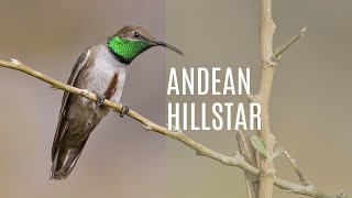 Andean Hillstar (Oreotrochilus Estella)