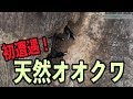 天然オオクワに初遭遇！感動した Wild Dorcus