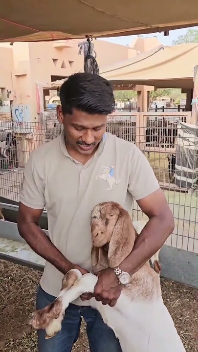 Download lagu #alain #shakirbhaai #market ആണാടിന്റെ വില 👍