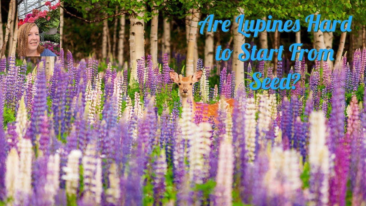 Are Lupines Easier to Grow from Seed?