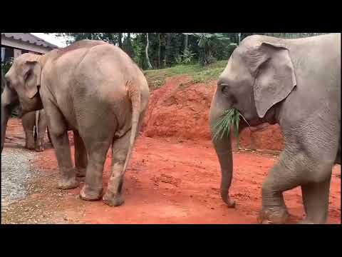 "Appare Koizumi" ศิลปินตลกชาวญี่ปุ่น ปชส.ช่วยเหลือ"ช้างไทย" ที่ "Elephant Pride Sanctuary" อ.แม่วาง