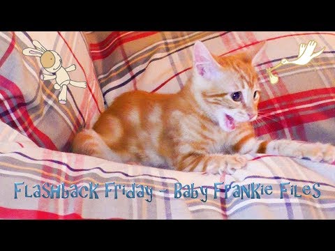 cute-orange-kitten-frankie---flashback-friday:-the-baby-frankie-files-10.25.2019