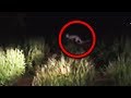 11 Scary Creatures Accidentally Caught on Camera