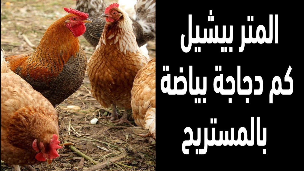 المتر بيشيل كام دجاجة بياضة ويكونوا مستريحين  تعالوا شوفوا بالصوت والصورة وكم العدد عن تجربة