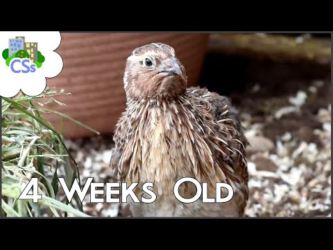 Raising Coturnix / Celadon Chicks: 4 Weeks Old and Time to go Outside