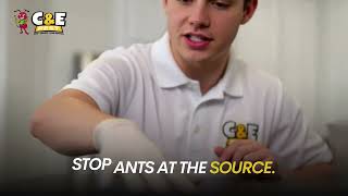 That one ant on your counter? It’s never alone.