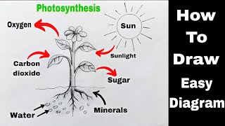 Photosynthesis Diagram Drawing | How To Draw Photosynthesis Diagram | प्रकाश संश्लेषण चित्र