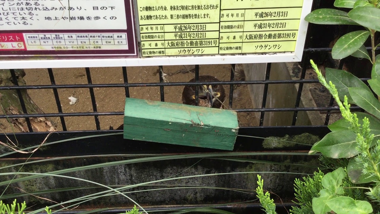 Steppe Eagle Misaki Koen Amusement Park Osaka Japan August 26 17 Youtube
