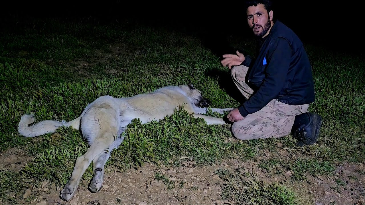 خسرنا ثلاث من كلاب الغنم بسبب الخنازير والدببة - تعارك الكلب مع الذيب وأصيب بجروح