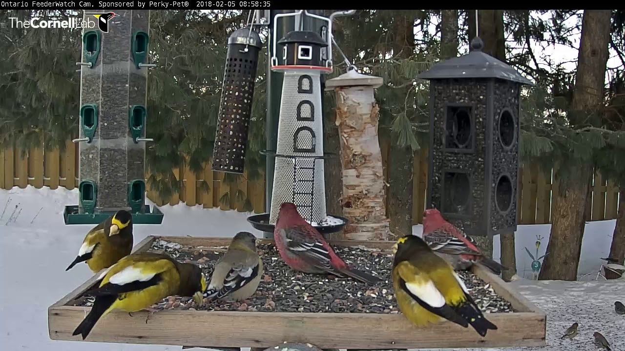 Pine And Evening Grosbeaks Bring Color To Ontario Feeders Feb 5