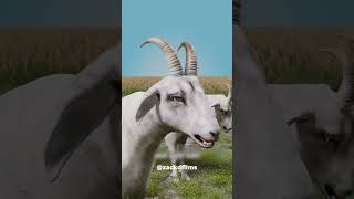 🐐 ВОТ ЧТО ВИДИТ ЧЕЛОВЕК С ЗРЕНИЕМ КОЗЫ 👀 #наука #интересно #факты