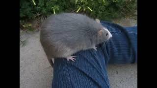 I put Eggman's theme over Robotnik's theme over a thicc rat.