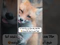 داستان بچه روباه که پدرش حالایاتلف شده یارهاشده وبه انسان پناه آورده
