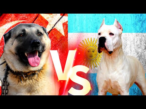 Turkish Kangal Vs Dogo Argentino Dogo Vs Kangal Köpekleri Dog #kangal #dogoargentino #köpek
