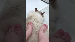Lazy cat😻😻#cat #kitten #cute