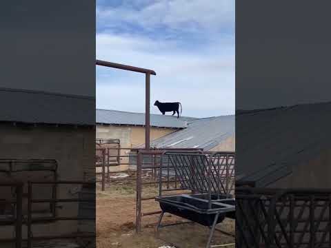How did this cow climb to the roof #wow #shorts #animals