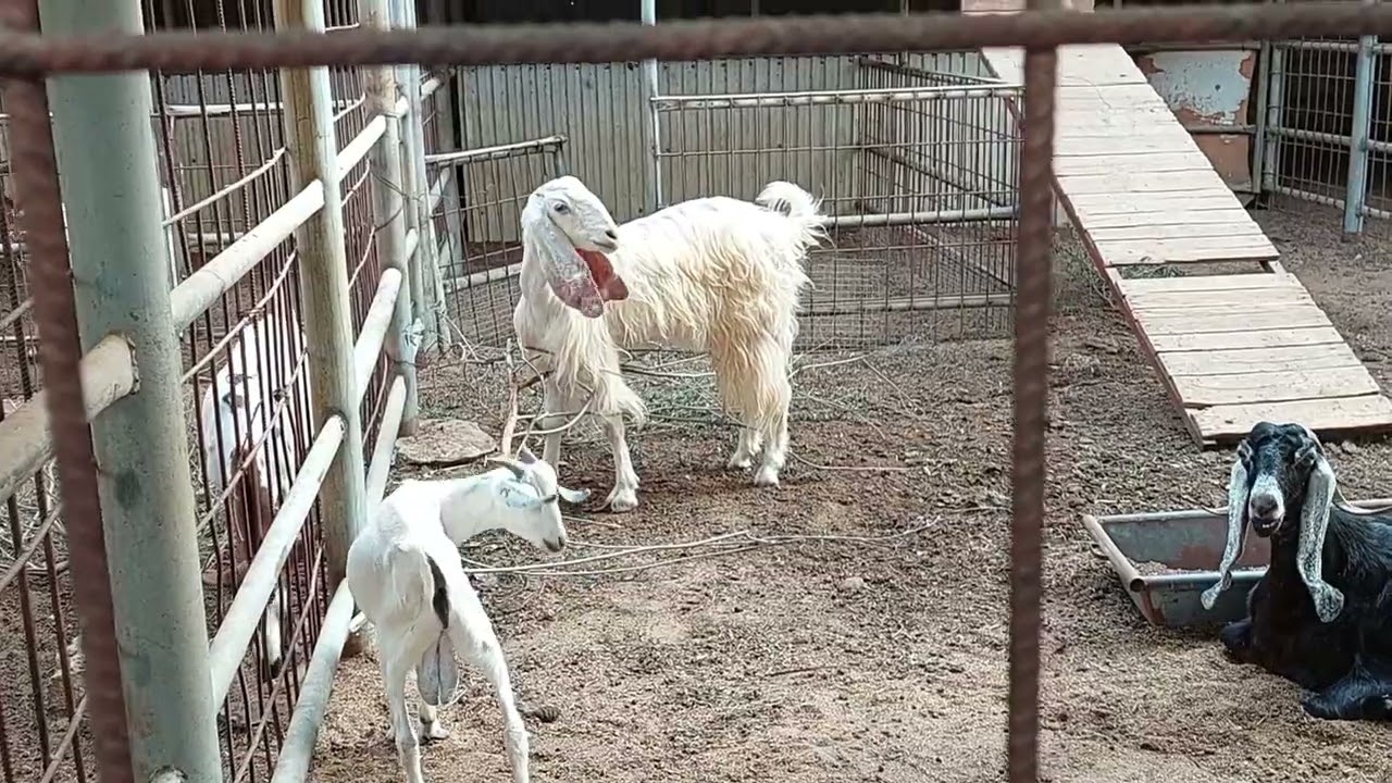 Goat in Mini Zoo Doha, Qatar 