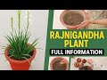 बल्ब से लेकर फूल तक की संपूर्ण जानकारी। How to grow rajnigandha at home