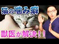 【必見!!】猫の噛み癖の治し方、原因を獣医師が紹介!!