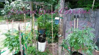 Outdoor Hemp Grow 2020