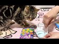 妹のねるねるねるね中に我慢できず乱入しに来てしまった猫w