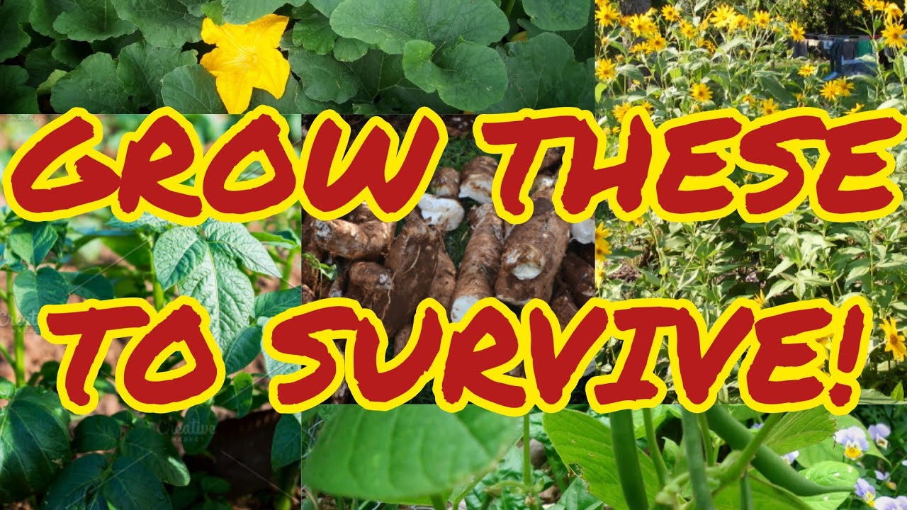 Prepping By The Numbers: 5 Crops To Grow In A Survival Garden! - YouTube