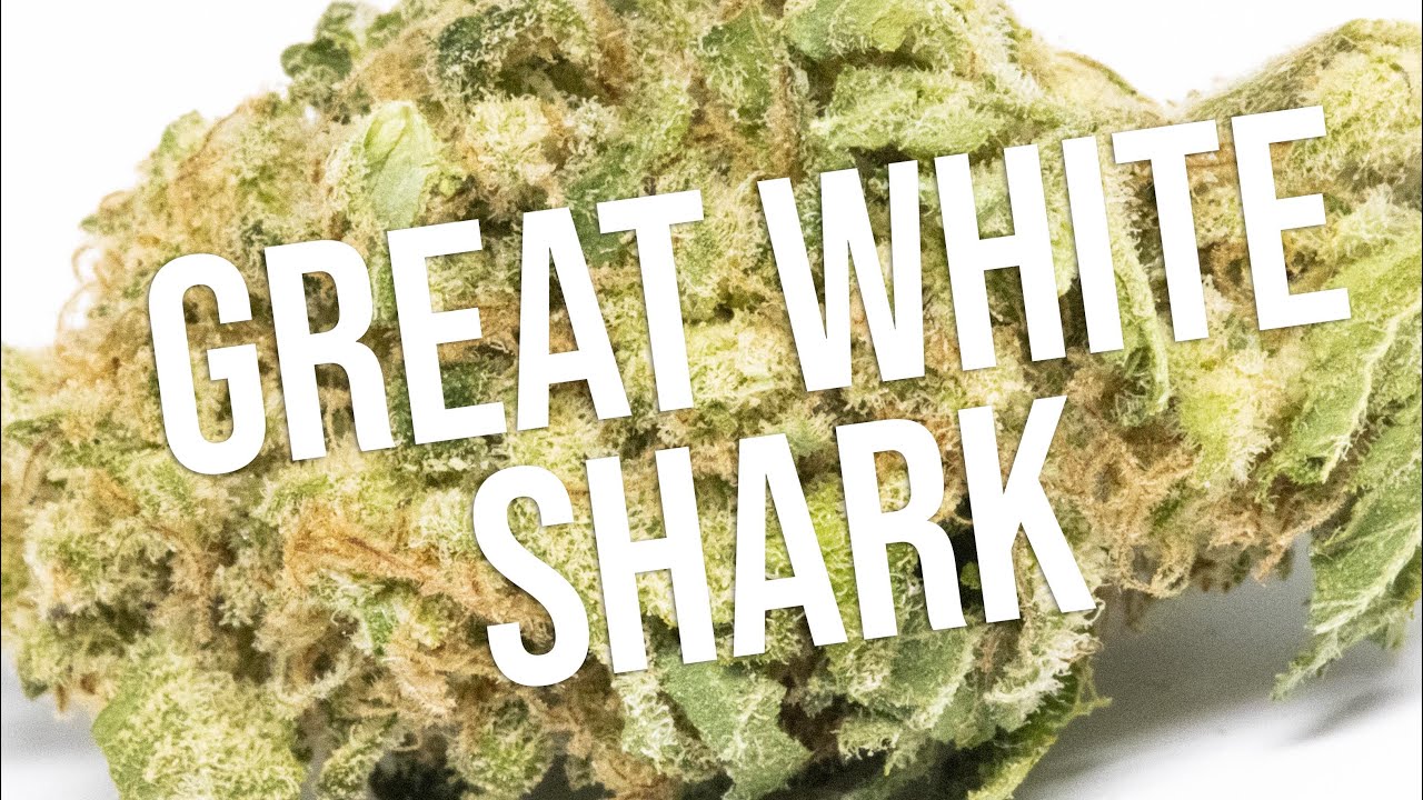 Great White Shark Review