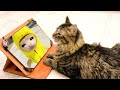 Cat reaction to MEME Videos Happy Cat All Music stories Among us Cat Big compilation 1 hor.