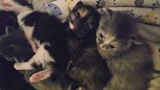 Cute kittens by Just a Foster Cat Mom 65 views 1 month ago 40 seconds