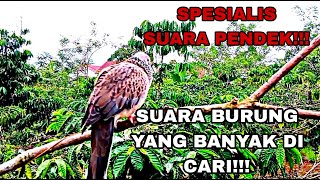 TERKUKUR INI SEPESIALIS SUARA PENDEK!!!!! PALING BANYAK DI CARI UNTUK PIKAT DAN MASTERAN.