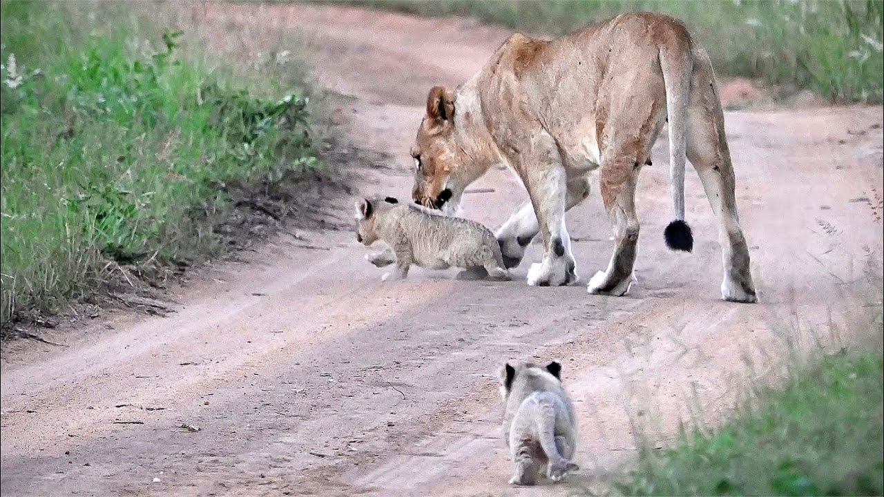 Lioness Disciplines Tiny Cub While Moving Den Sites