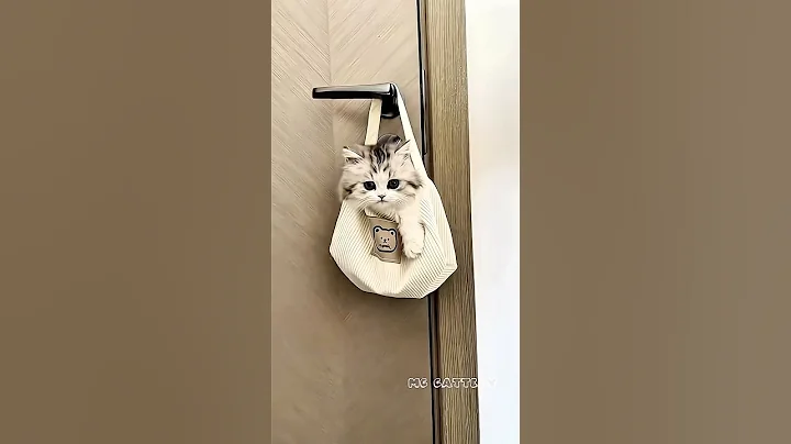 Video 11823801: cat meow kitten pets, pets meow cute kitten, kitten funny meow pets, cat bag