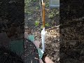 Привил яблоню