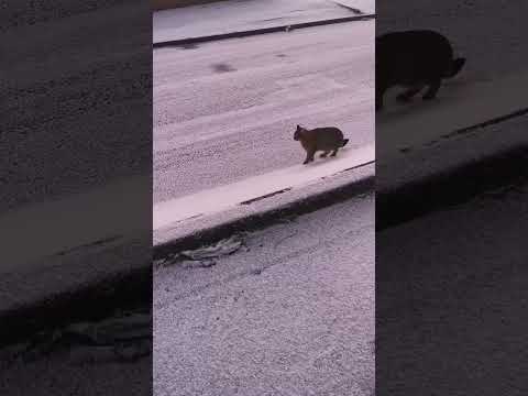 Видео: Белфастын цаг агаар, цаг агаар