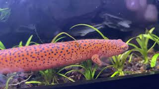 Salamander Care Guide -- Red Salamander